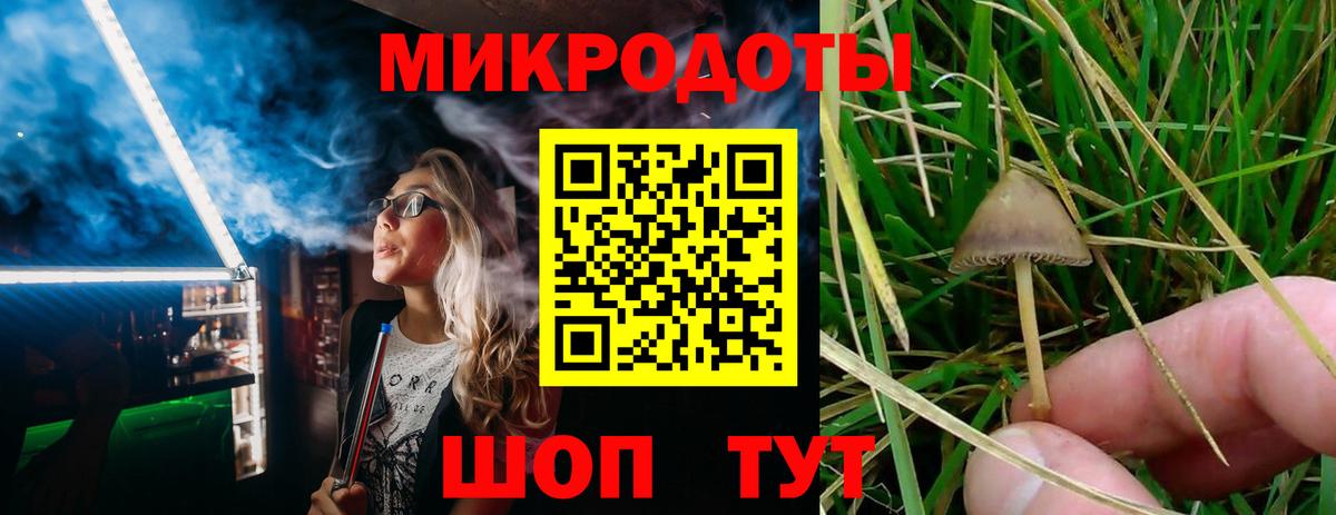 Псилоцибиновые грибы Psilocybe Светлоград
